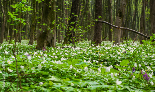 Spring flowers in forest