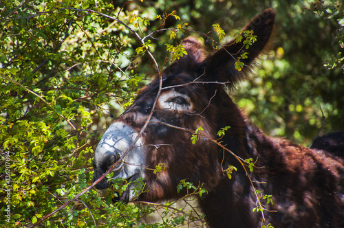 Burro entre las sombras photo