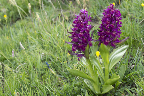 Dactylorhiza sambucina   Orchis sureau