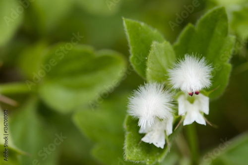 Ballota frutescens / Ballote buissonnante photo