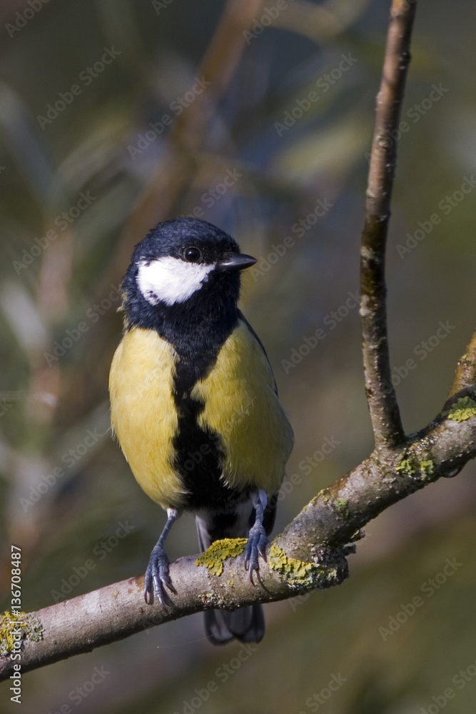 Parus major / Mésange charbonniere Parus major / Mésange charbonniere