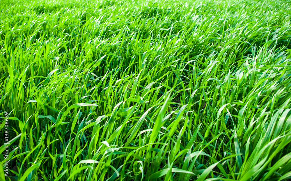 Green grass wheat in field Green grass wheat in field