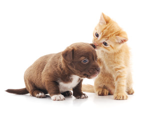 Kitten and puppy.