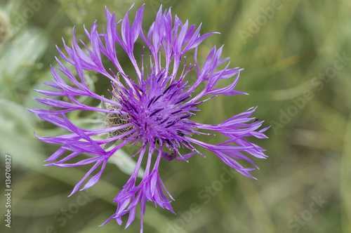 Centaurea uniflora   Centaur  e    un capitule