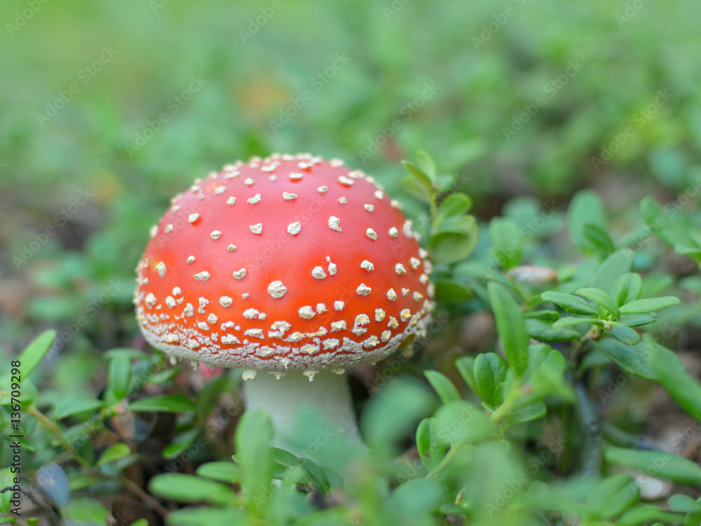 One white mushroom in the grass One white mushroom in the grass