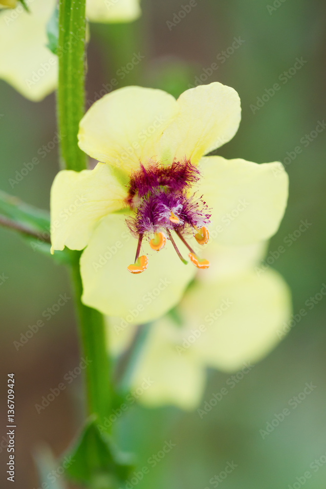 Obraz premium A beautiful flower.