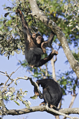 Pan troglodytes / Chimpanzé © PIXATERRA