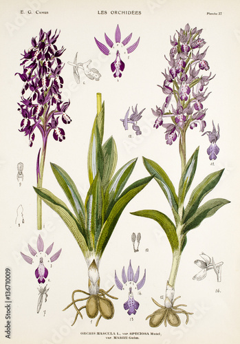 Illustration boatanique   Orchis mascula  Orchis m  le