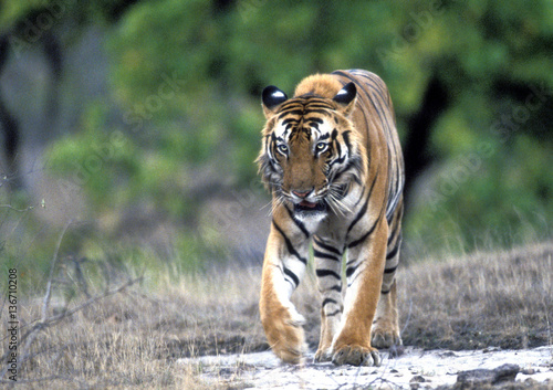Panthera tigris tigris / Tigre du Bengale / Tigre royal © PIXATERRA