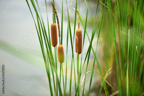 Quadro su tela Cattails/bulrush beside river