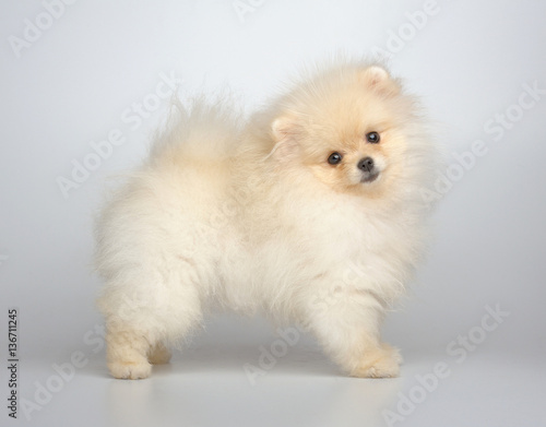 Portrait of light-cream puppy of german spitz on gray