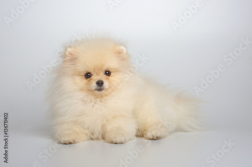 Portrait of light-cream puppy of german spitz on gray