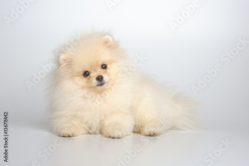Portrait of light-cream puppy of german spitz on gray
