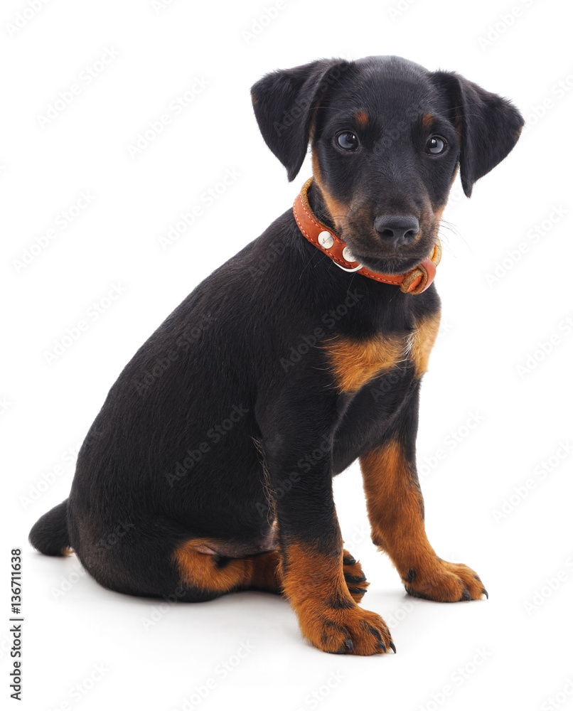 Hunting dog. Hunting dog.