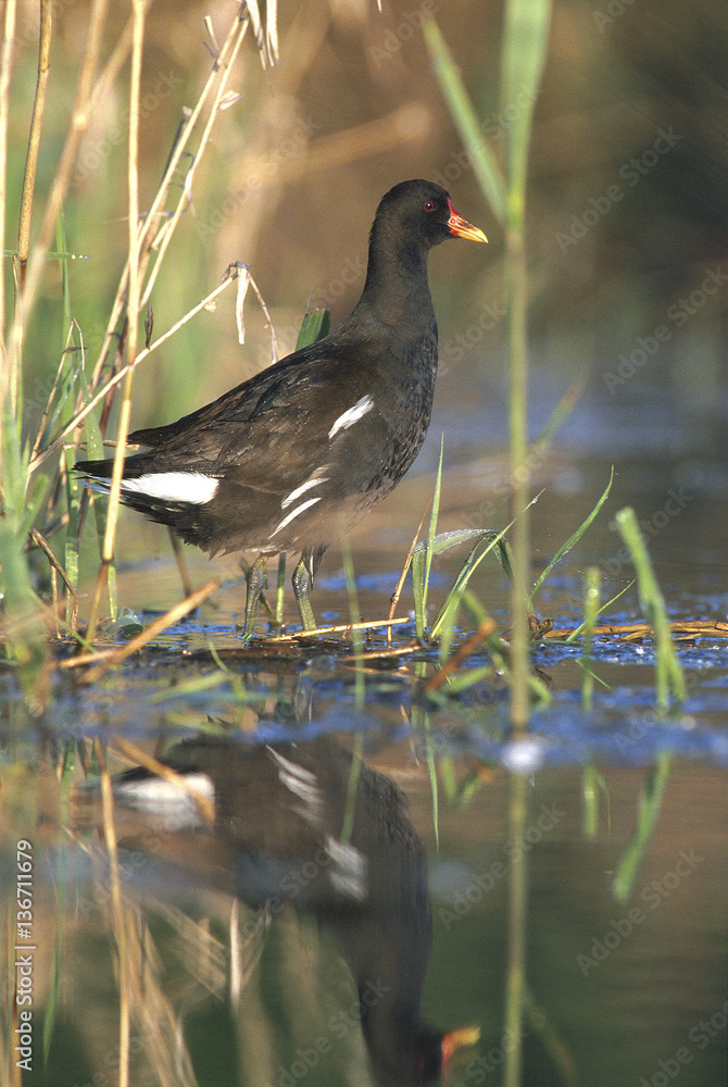 Fulica atra / Foulque noir / Foulque macroule Fulica atra / Foulque noir / Foulque macroule