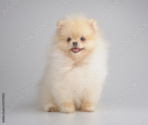 Portrait of red spitz puppy