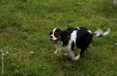 Chien / race Cavalier King Charles