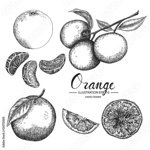 Orange hand drawn collection by ink and pen sketch. Isolated vector design for fruit and vegetable products and health care goods.