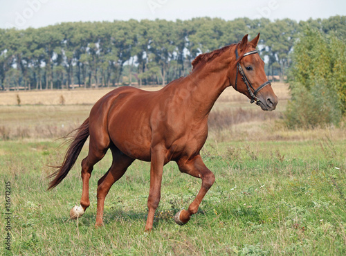 Chestnut horse trotting on the green meadow