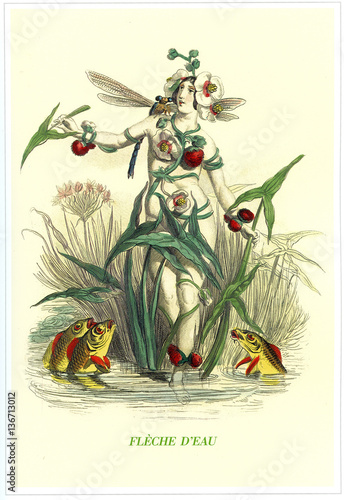 Illustration / Les fleurs animées de Grandville / Flèche d'eau photo