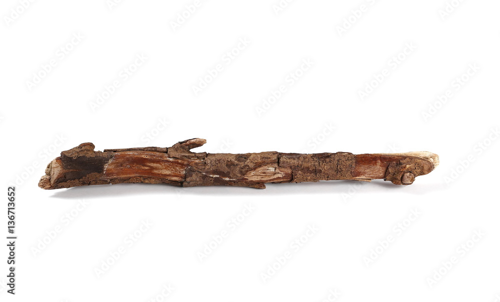 dry rotten branch birch with lichen isolated on white background dry rotten branch birch with lichen isolated on white background
