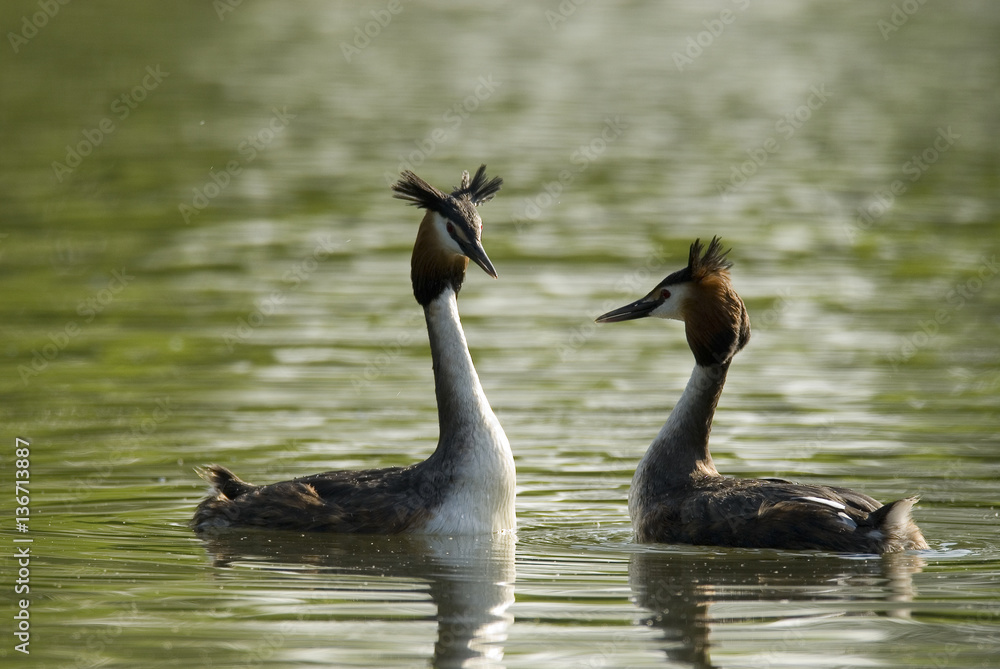 Podiceps cristatus / Grèbe huppé Podiceps cristatus / Grèbe huppé
