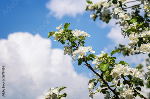 ветка яблони с цветками весной в саду
