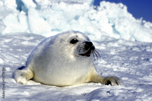 Pagophilus Groenlandicus Phoque Du Groenland Bebe Phoque Stock Photo Adobe Stock