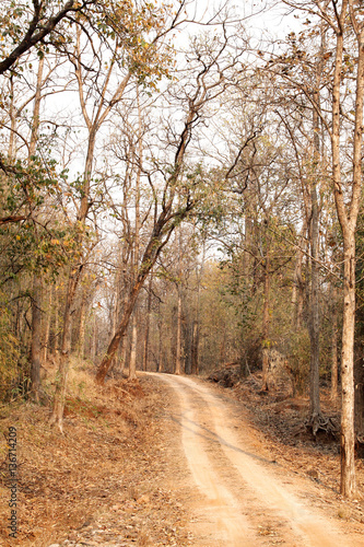 Pathway with forest all along inside Pench National Park  © Dr Ajay Kumar Singh