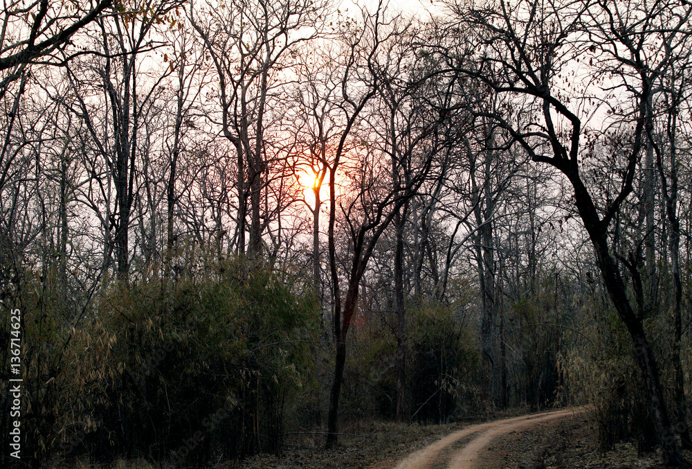 Beautiful sunset in the forest of Pench National Park 