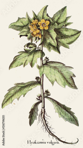 Fototapeta Naklejka Na Ścianę i Meble -  Illustration botanique / Hyoscyamus niger / Jusquiame noire