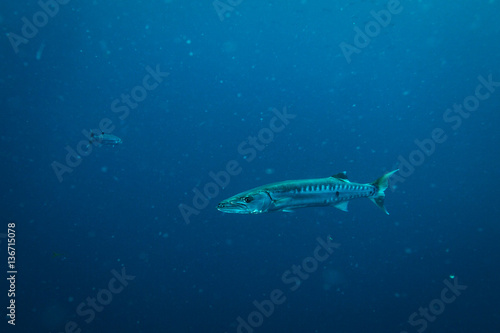 Wallpaper Mural Barracuda Torontodigital.ca