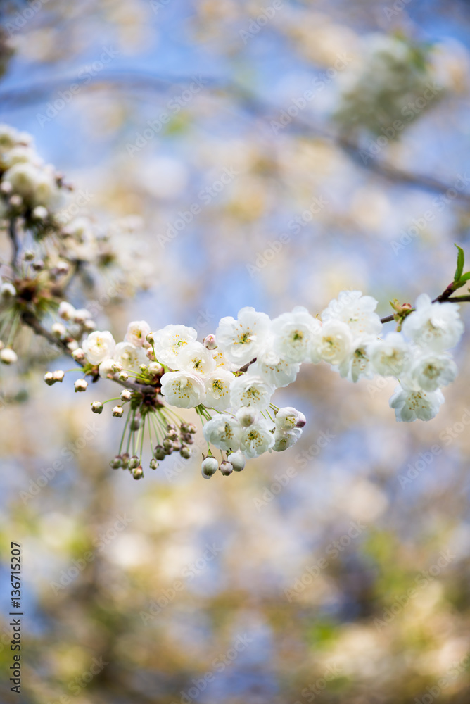 Cherry Blooming, Springtime Cherry Blooming, Springtime