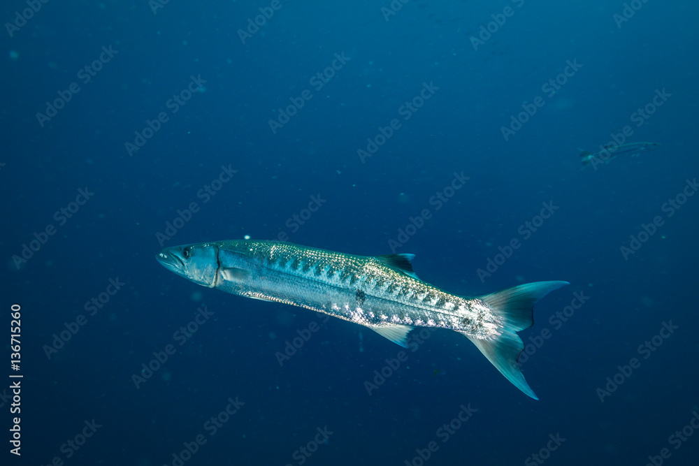 Fototapeta premium Barracuda