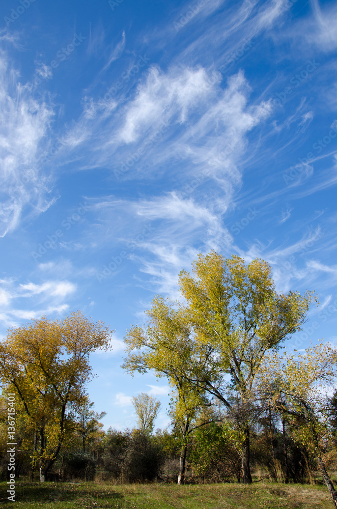 Trees on the lake shore