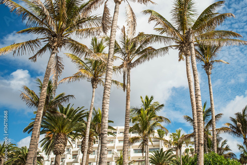 Wallpaper Mural Alberi di Palma su un Isola Tropicale Torontodigital.ca