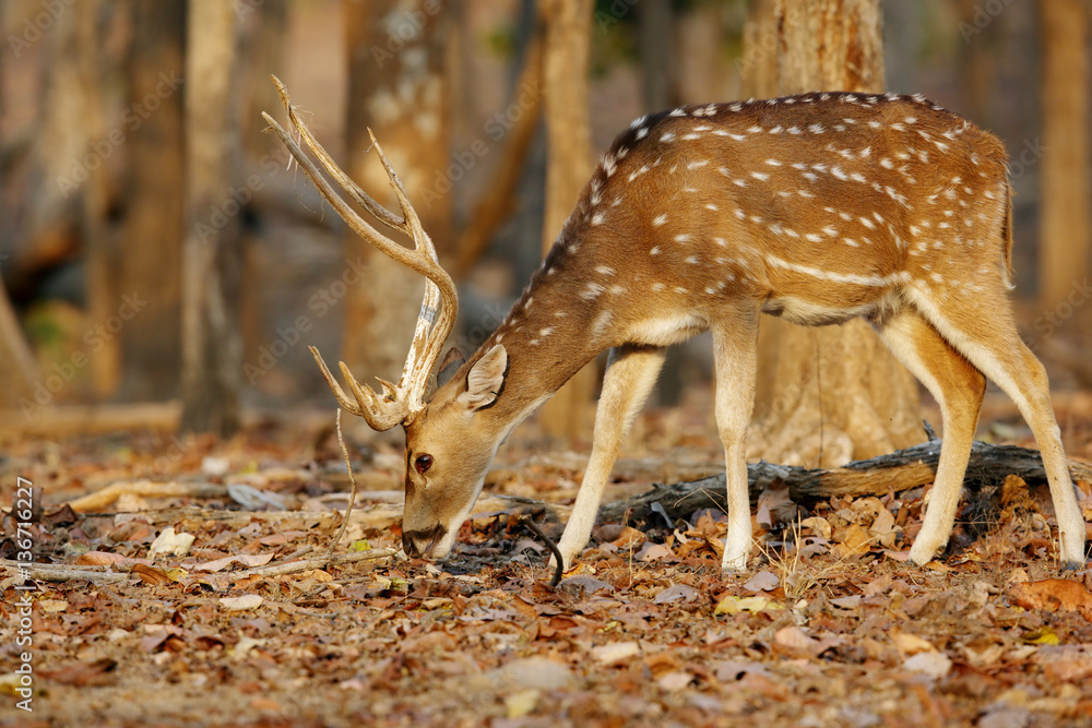 Naklejka premium Spotted deer grazing in the forest of Pench National Park