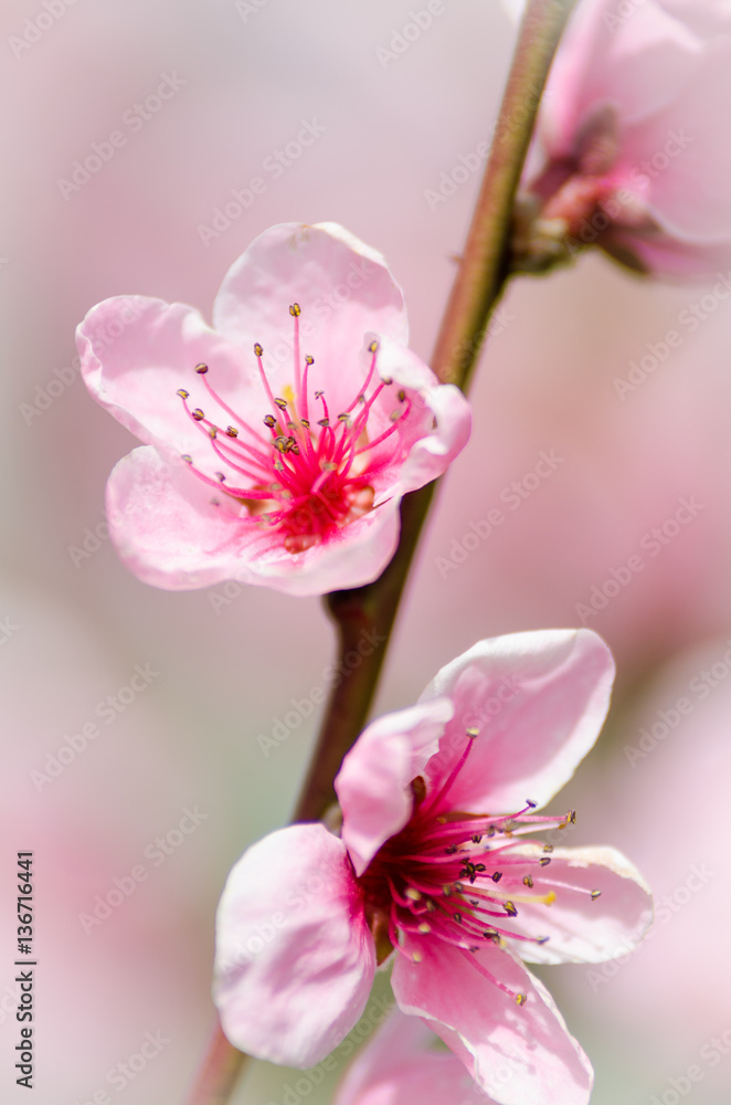 Obraz premium peach blossom