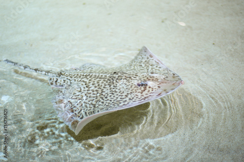 Stingray swimming over the sand