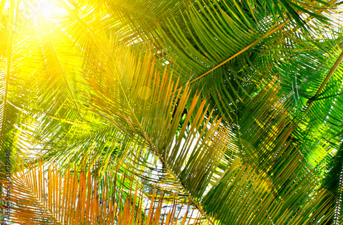   View upward bright green tropical palm trees with golden sun light behind  flares. Warm toned. 