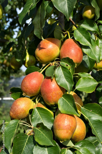 Juicy pears on the tree
