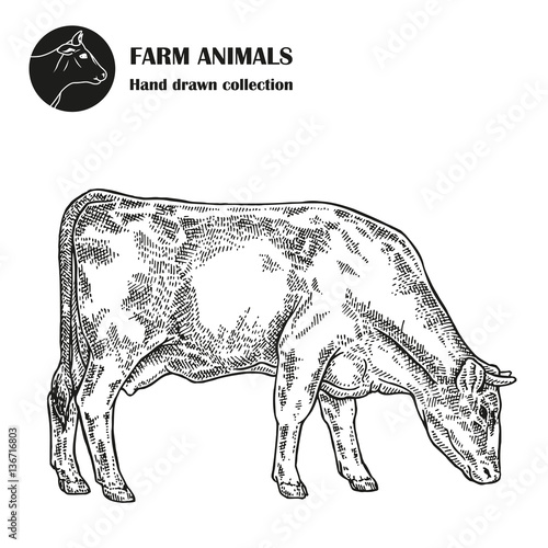 Hand drawn milk cow isolated on white background. Farm animal 