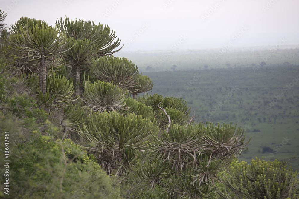 Euphorbia candelabra trees in Kruger National Park Africa