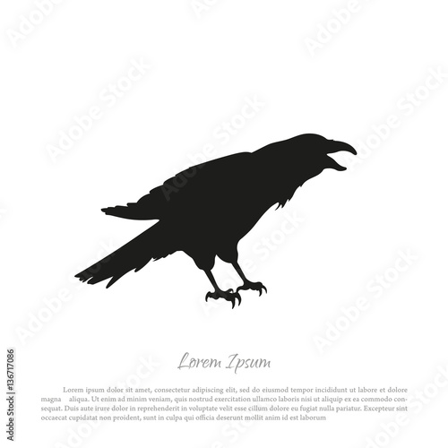 Black crow silhouette on a white background. Raven isolated.
