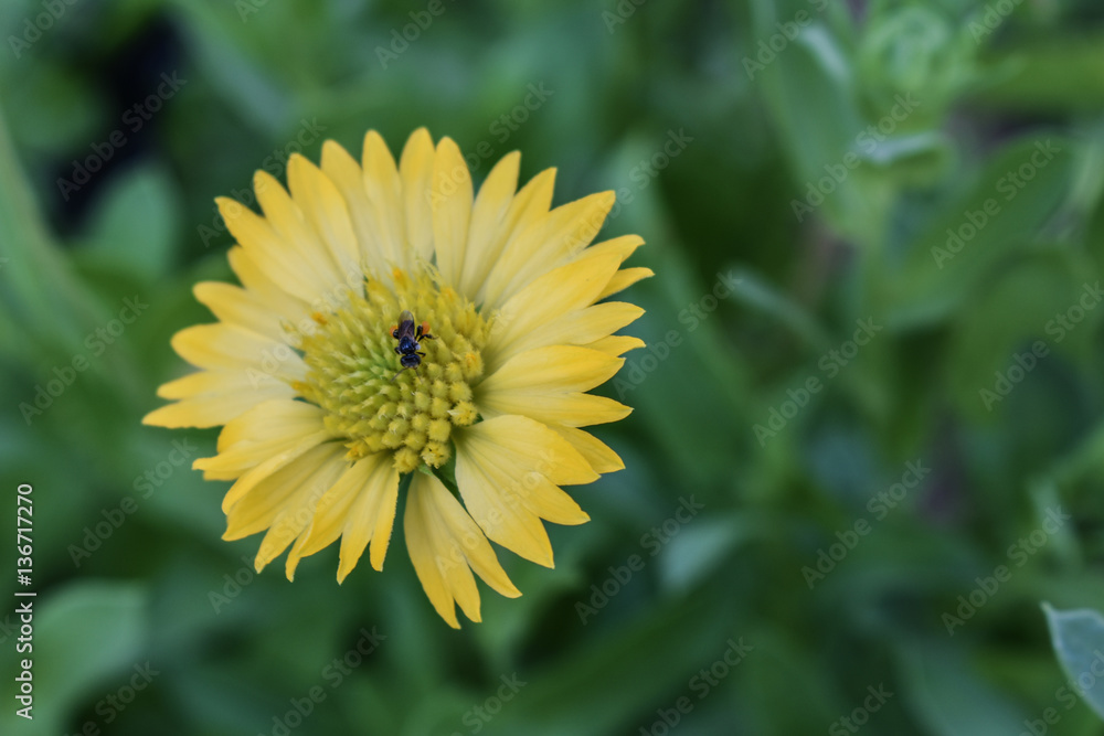 Yellow flowers and little bee pollinating Yellow flowers and little bee pollinating