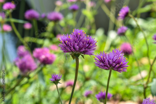 Violet flowers on field