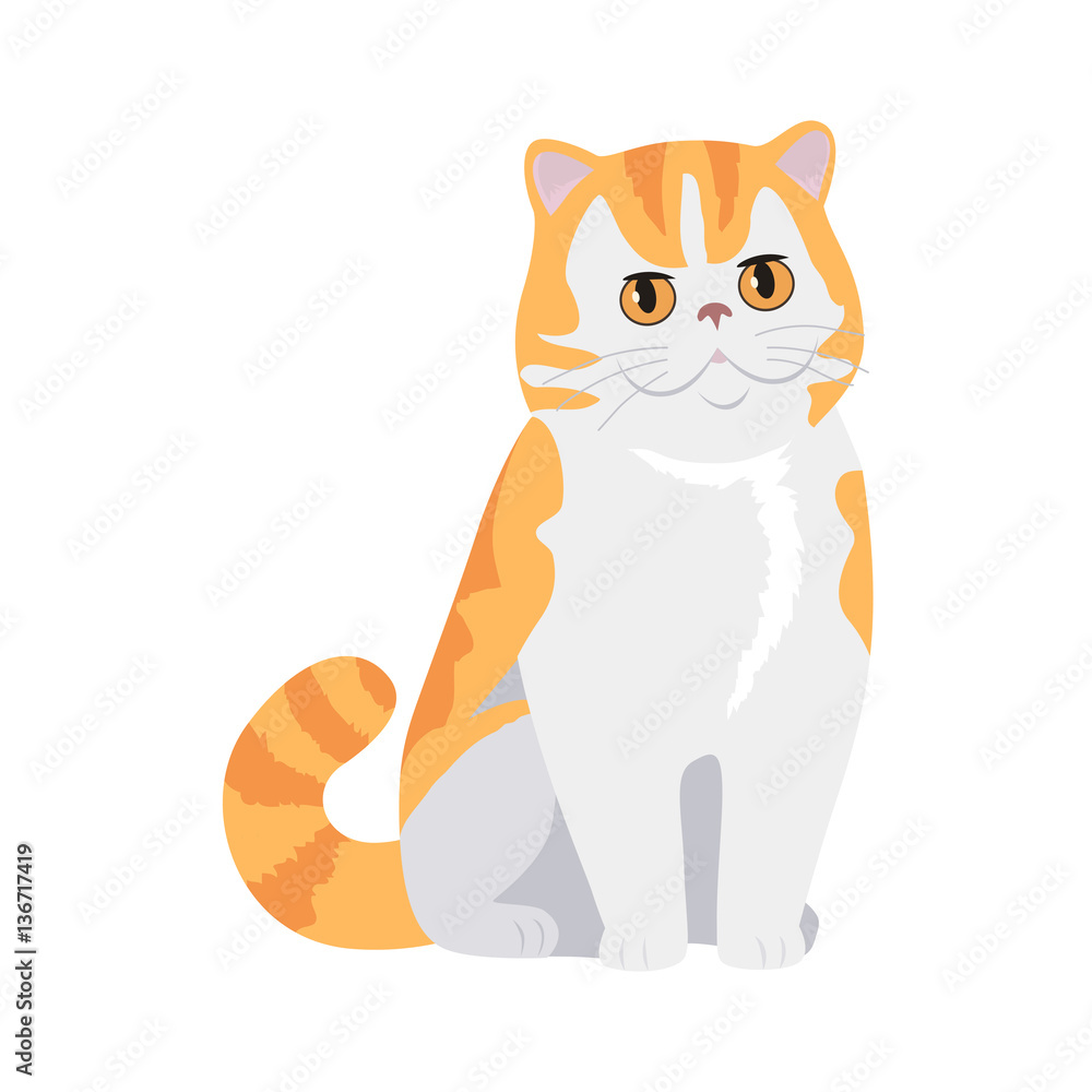 Red Exotic Cat Vector Flat Design Illustration Red Exotic Cat Vector Flat Design Illustration