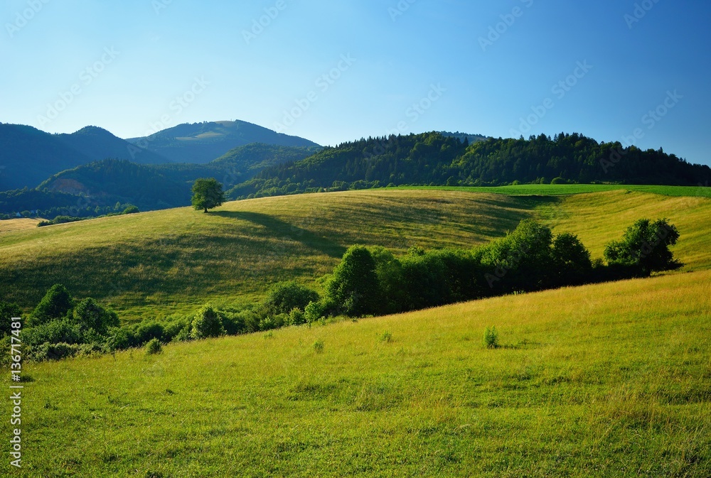 Summer meadows and fields landscape in Slovakia. Single cherry tree. Gold grass and blue sky panorama.