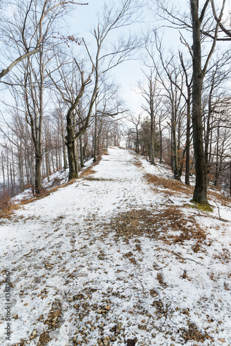 winter forest © klagyivik