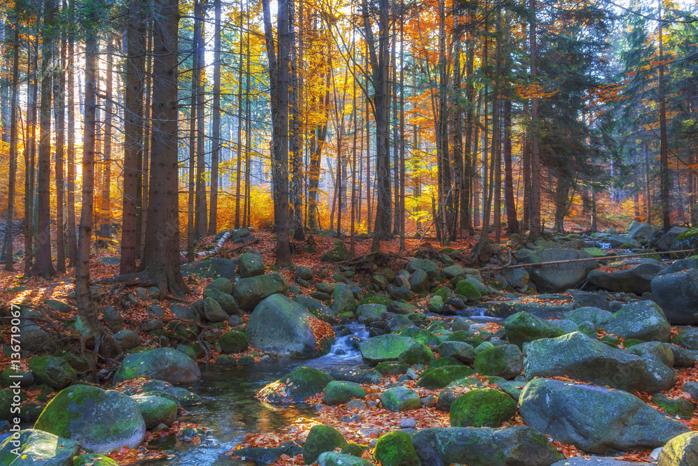 custom made wallpaper toronto digitalAutumn stream in the forest